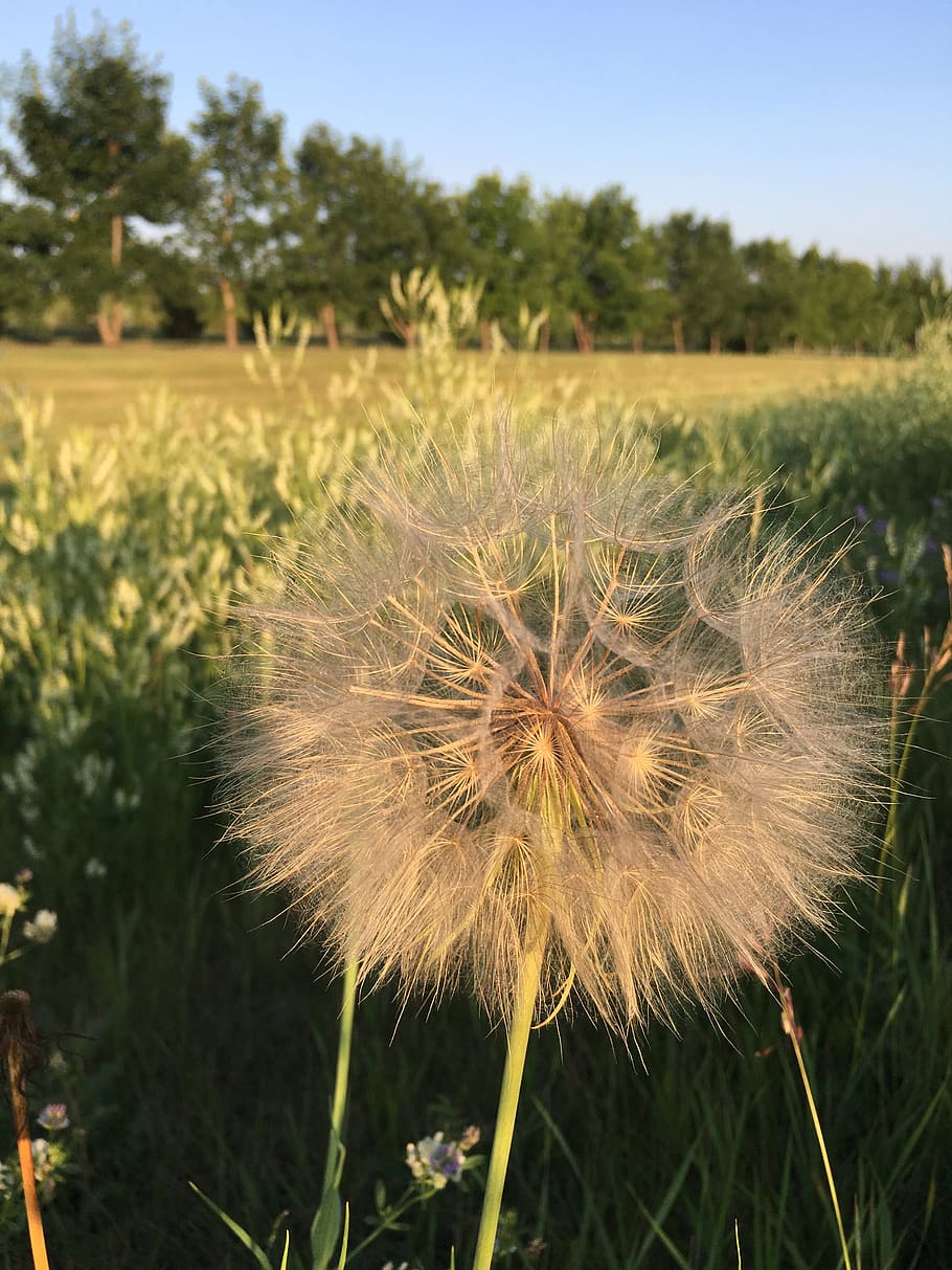 dandelion, fluffy, seeds, plant, nature, white, meadow, blow, summer, wind