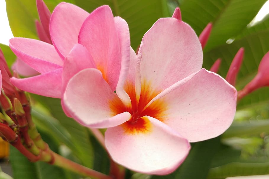 プルメリア, フランジパニ, ピンクの花びら, バリ, 花, 自然, アロハ, ハワイアン, ナチュラル, 開花植物