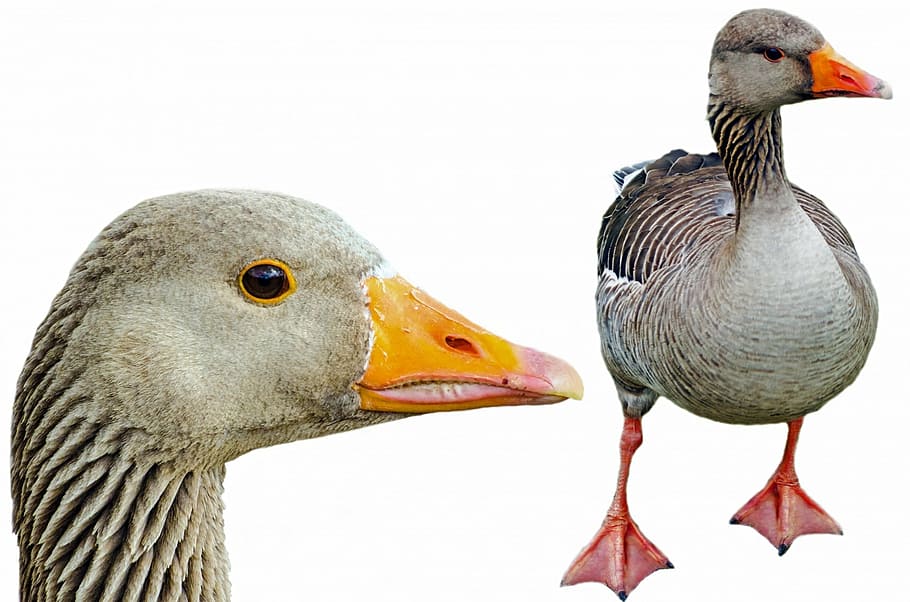 gray, duck, greylag, isolated, pets, neck, agriculture, white, birds, foot
