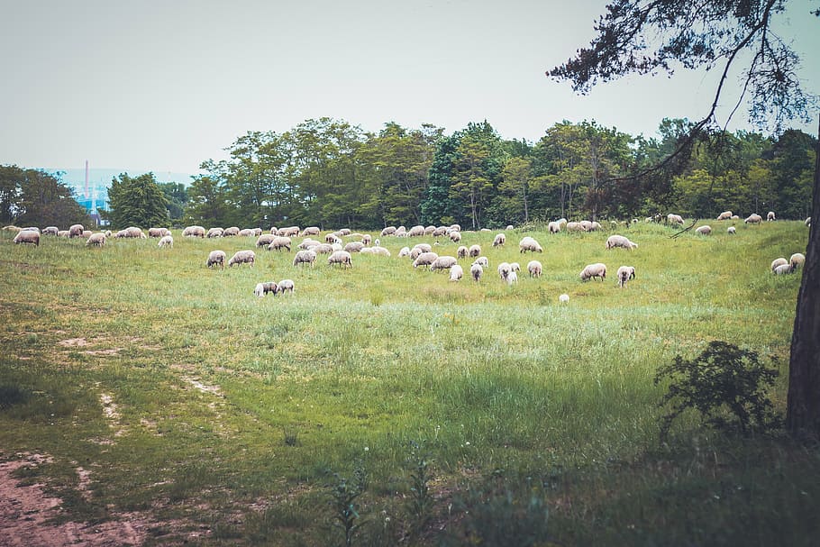 herd, goats, grass field, lamb, field, sheep, animal, green, grass, farm