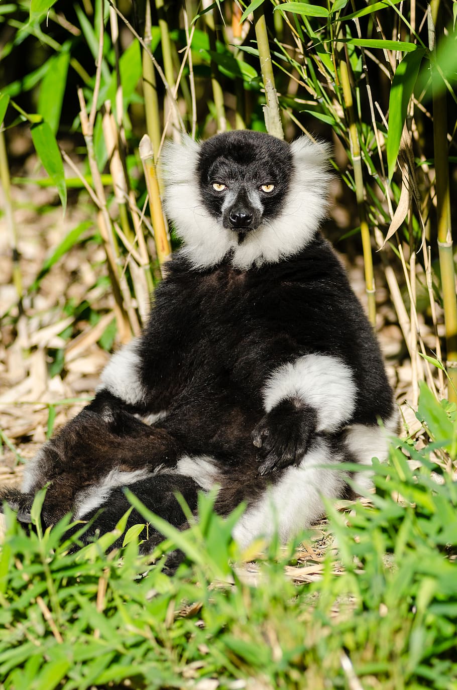 Black, white, Ruffed Lemur, monkey, sitting, ground, animals in the wild, plant, animal wildlife, vertebrate