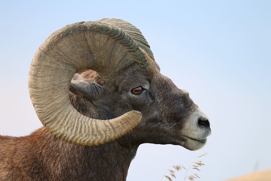 sheep, bighorn, ram, horns, wildlife, animal, badlands, rams, mammal, animal  themes | Pxfuel