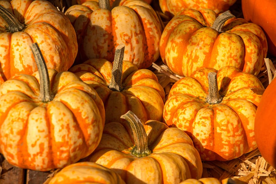 pumpkin, autumn, halloween, orange, harvest festival, farmer's market, vegetables, pumpkins autumn, food, food and drink