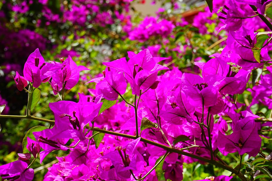 bugenvil, bunga-bunga, berwarna merah muda, semak, bunga tiga, tanaman jam empat, nyctaginaceae, bunga hook kahle, bugenvil glabra, tanaman hias