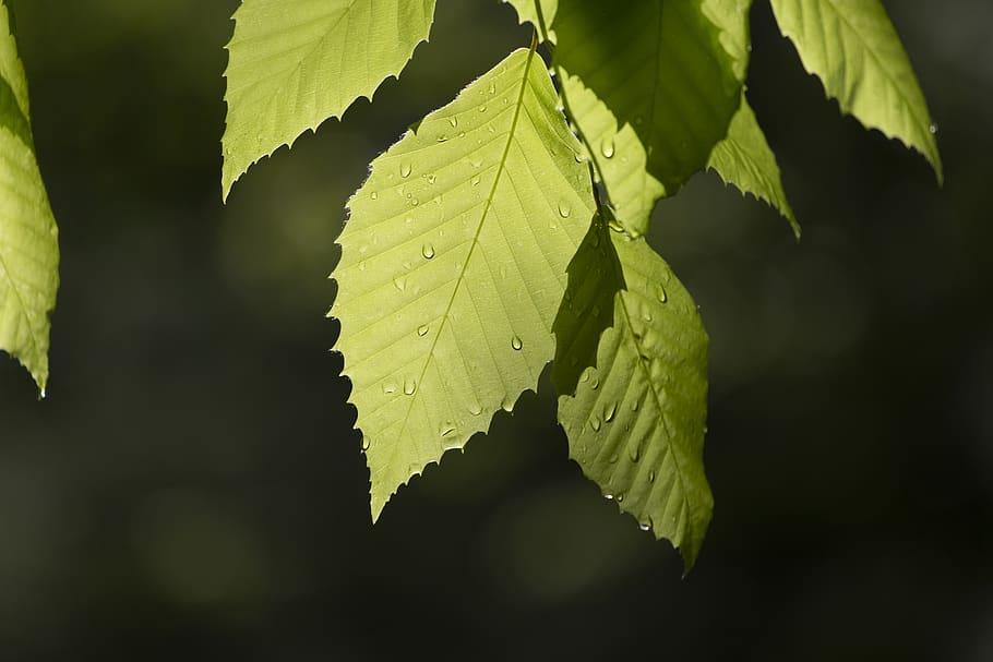 green, leaves, close up, trees, foliage, forest, nature, outdoors, natural, organic