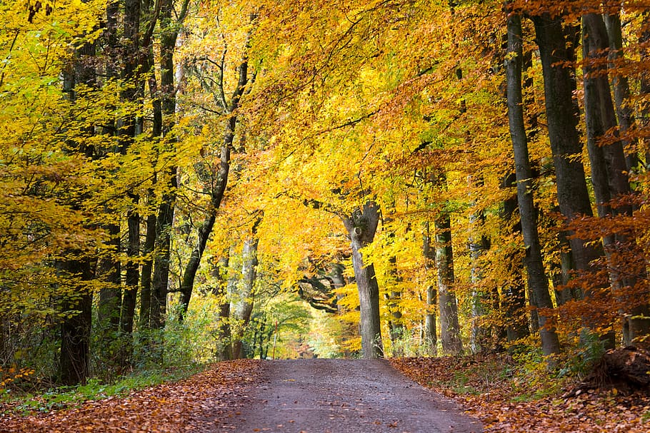 verano indio, otoño, octubre dorado, estado de ánimo, follaje de otoño, atmósfera, hojas, paisaje, naturaleza, atmosférico