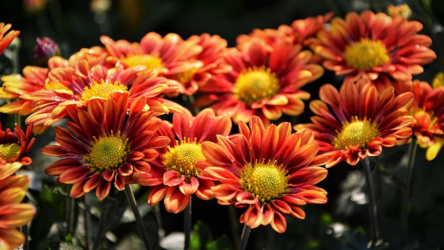 closeup, foto, oranye, bunga petaled, bunga, chichewa live, warna hidup, tanaman, makro, bunga musim gugur