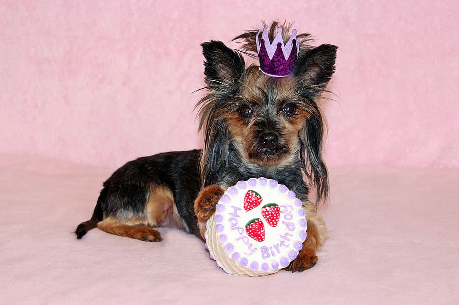 yorkie, dog, cake, birthday, princess, crown, beauty, pets, domestic, canine