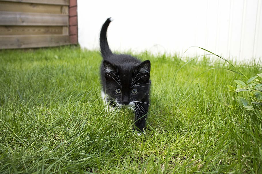 black, white, kitten, grass field, cat, maia, animal, pet, cats, mammal