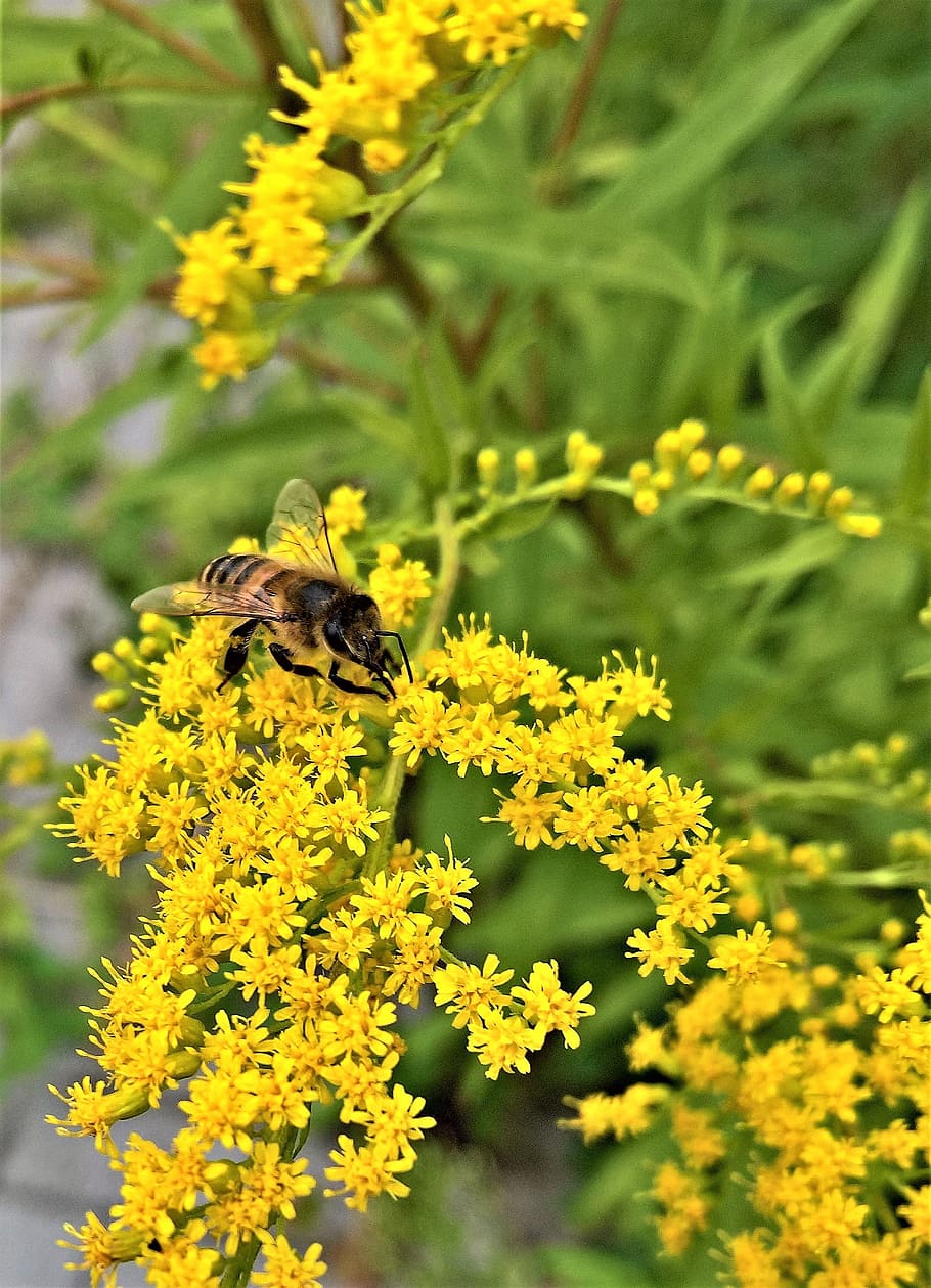 植物, ゴールデンロッド, 金黄色の花, 合成物, 薬用植物, ミツバチ, 昆虫, ミツバチの衣装, 蜜, 花粉