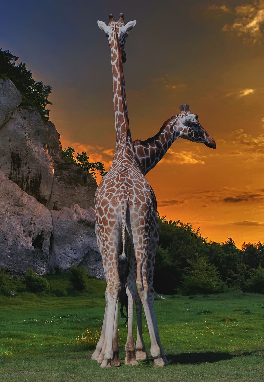 safari, giraffes, heads, zoo, africa, outlook, animal themes, animal, giraffe, mammal