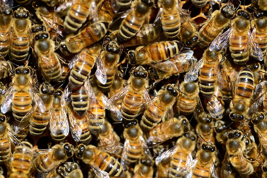 penerbangan lebah madu, madu, lebah, air, buckfast, serangga, emas, garis-garis, sarang lebah, merenung