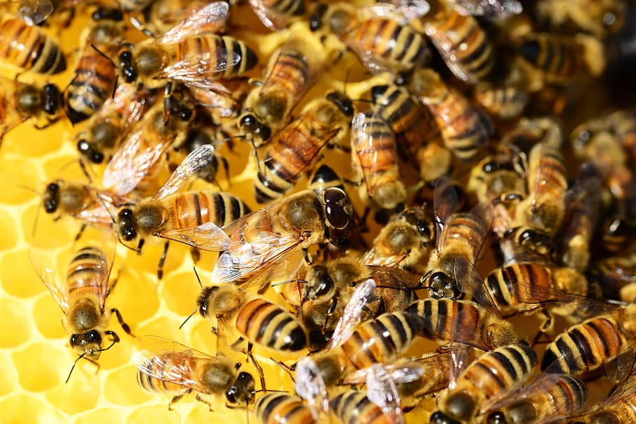 enxame, abelha, foto de foco, abelhas, colmeia, mel, enxame de abelhas, insetos, asas, listras