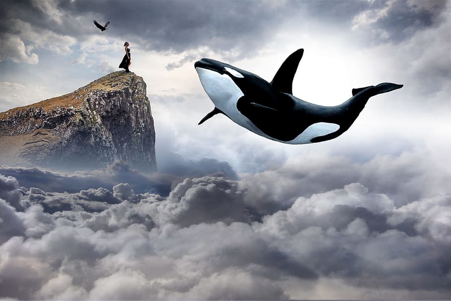 クジラ 雲 デジタル 壁紙 空 自然 屋外 劇的な若い女の子 雲 空 動物のテーマ Pxfuel