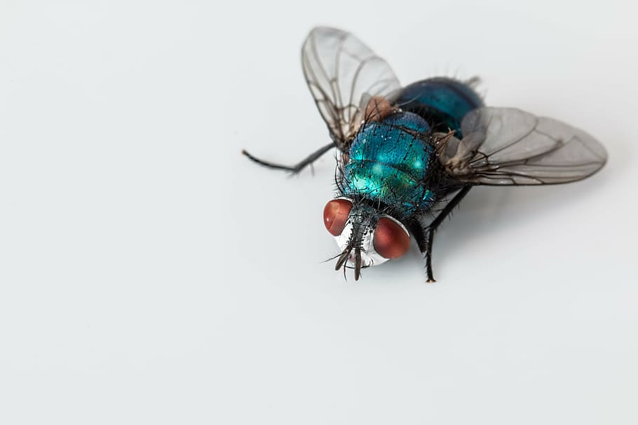 mosca de garrafa azul, inseto, praga, bug, feio, mosca, alado, bluebottle, greenbottle, calliphoridae
