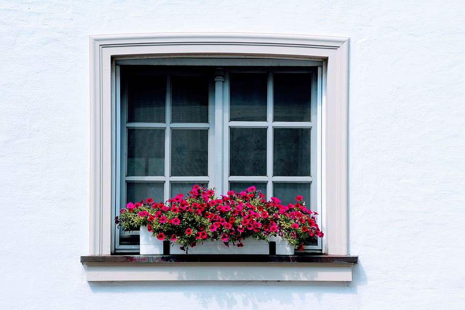 red, flowers, front, window pane, window, flower box, shutter, deco, home, facade