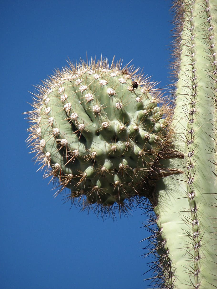 Cactus, Desierto, Planta, Sequoia, espina, con púas, peligro, naturaleza, crecimiento, planta suculenta