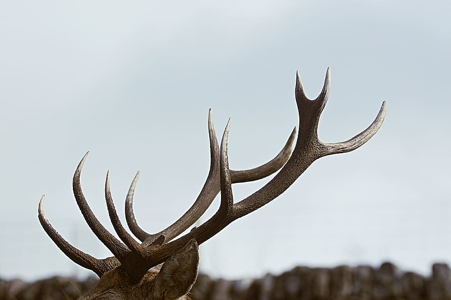 brown, deer antler, selective, focus photography, horn, animal, wildlife, nature, bone, antler