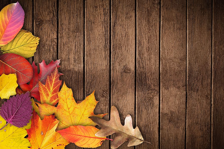 assorted-color maple, leaves, brown, wooden, planks, autumn, banner, poster, text box, invitation