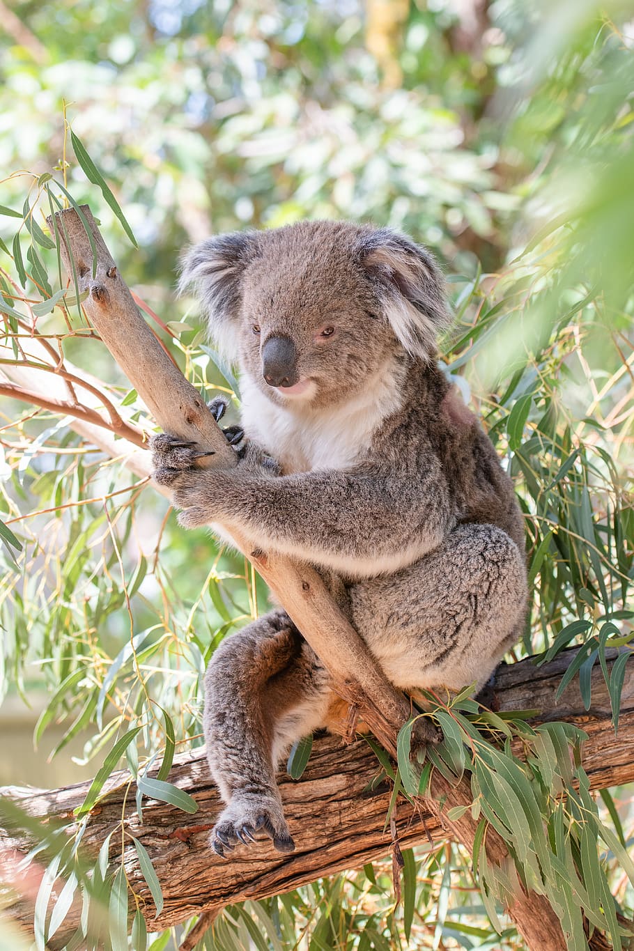 koala, marsupial, herbivora, arboreal, margasatwa, Australia, hewan, imut, alam, pohon