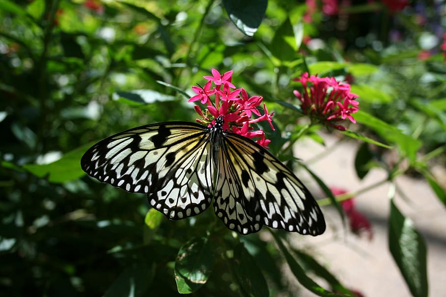 borboleta, natureza, flor, asas, inseto, jardim, estilizado, planta, flora, mítico