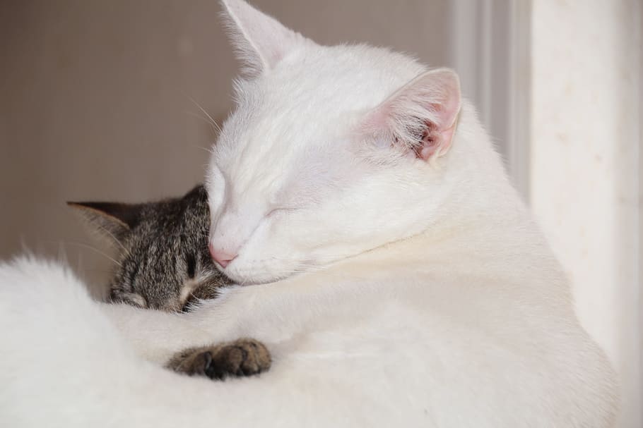 猫 キティ 白猫 寄り添う 睡眠 愛 抱きしめる 哺乳類 動物のテーマ 家畜 Pxfuel