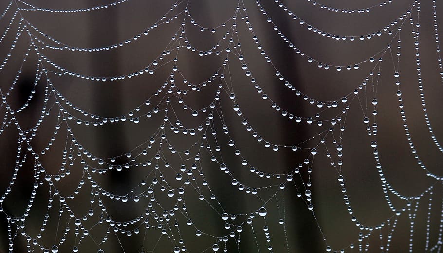 water droplets, cobweb, spider web, drops, dew, place, nature, drop, water, wet