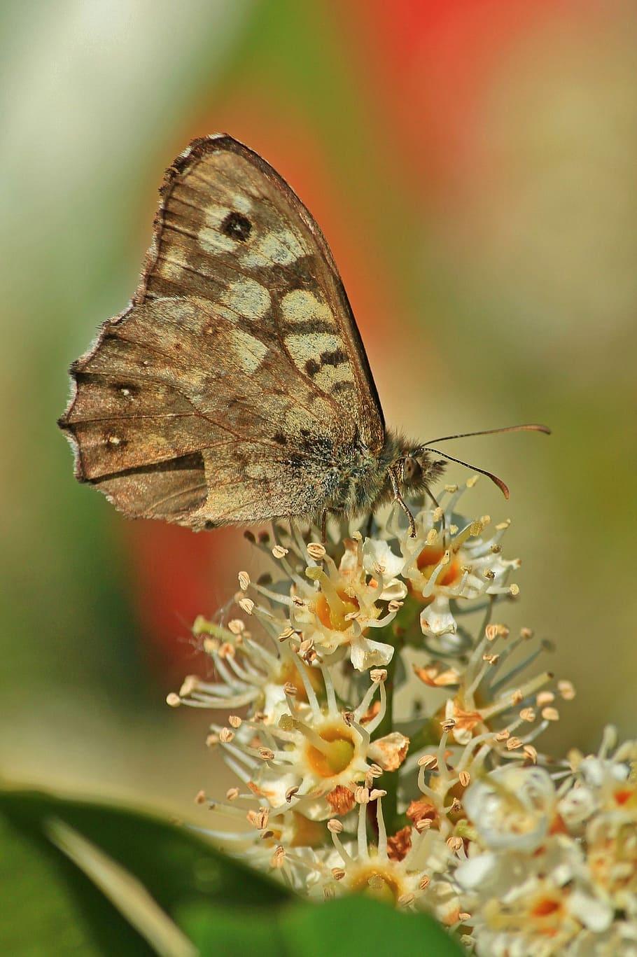 蝶 昆虫 草原の茶色 蝶のマクロ 月桂樹の低木 花 夏 動物 1つの動物 蝶 昆虫 Pxfuel