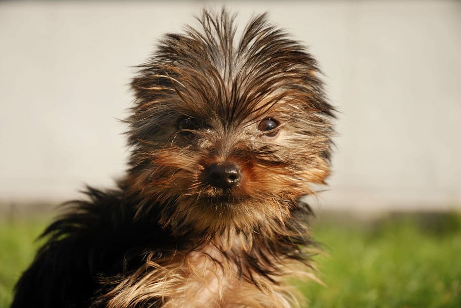 Yorkshire Terrier, Dog, Canine, Puppy, cute, pet, yorkie, little, adorable, looking