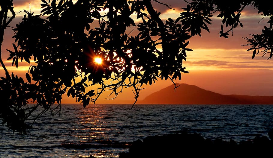 Sunset, Pacific, NZ, silhouette, tree, ocean, scenery, water, sea, sky
