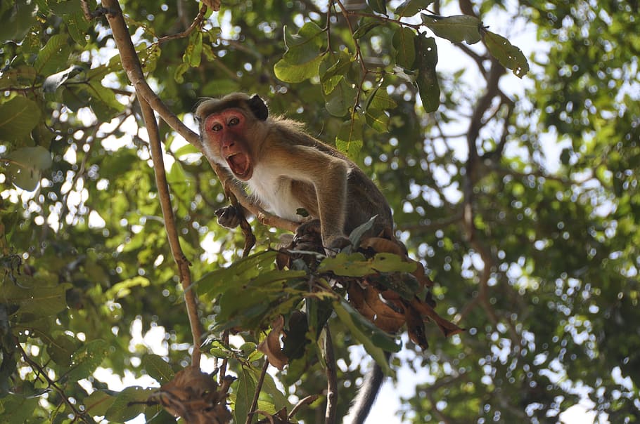 macaco, colgante, marrón, rama de árbol, durante el día, mono, gritando, ruidoso, salvaje, primate