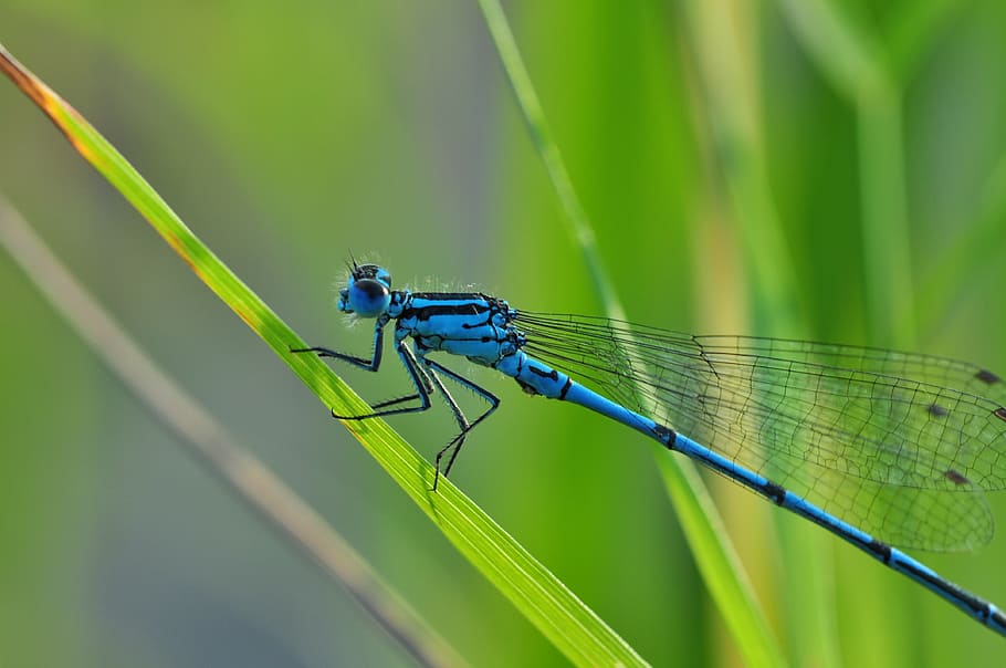 macro photography, blue, damselfly, green, plant, dragonfly, azure bridesmaid, insect, nature, pond