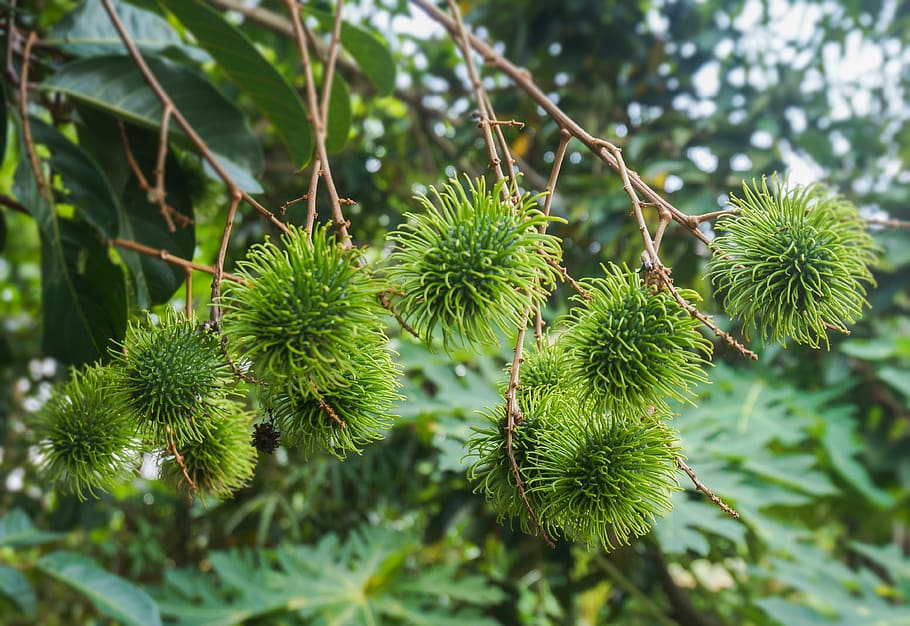 fruit, rambutan, green, tree, plant, tropical, growth, green color, food and drink, focus on foreground