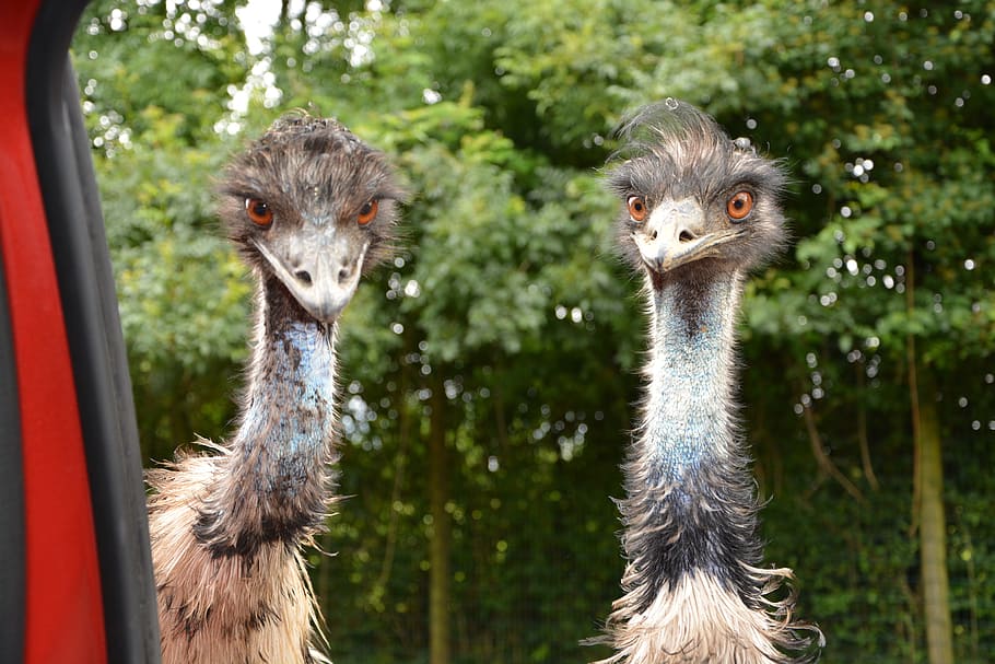 two ostriches, emus, emu, big bird, zoo, plumage, nature, feathers, bird, fauna