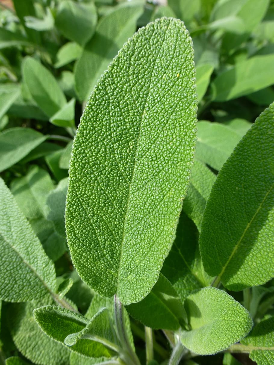 Leaf, Sage, Veins, Macro, Nature, green, green leaf, herb, herbal, plant