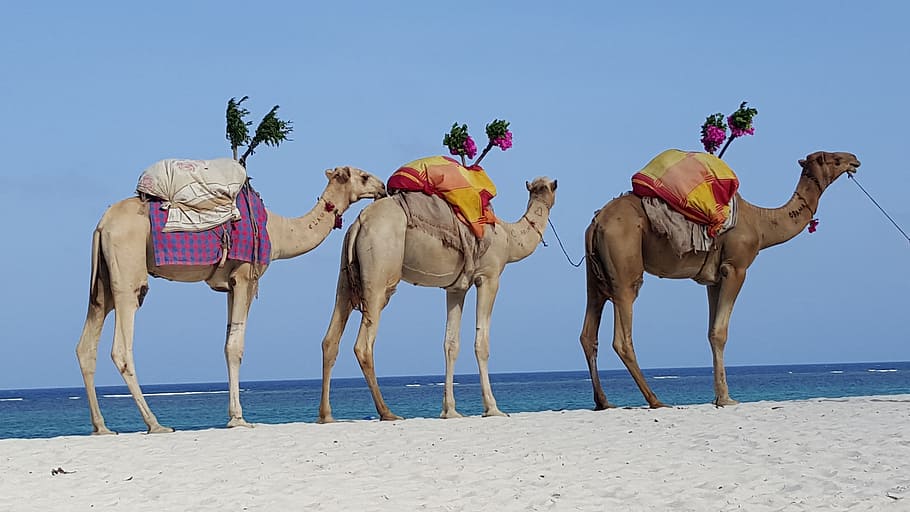 Camels, Caravan, Dromedary, Africa, desert ship, oasis, grancanaria, sea, beach, sand