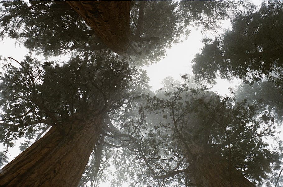 árboles, bosques, troncos, corteza, cielo, árbol, planta, vista de ángulo bajo, tronco de árbol, tronco