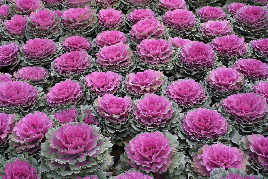 cabbage, horticulture, vegetable, pink color, full frame, flower, freshness, plant, backgrounds, petal