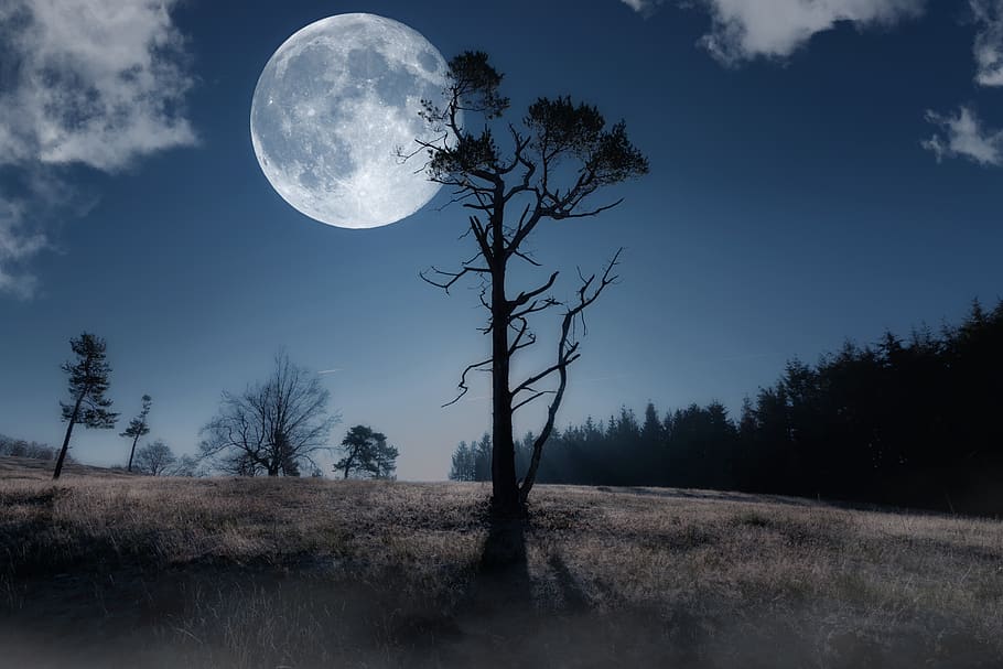bulan, langit malam, sinar bulan, bulan purnama, malam, menyusun, pohon, langit, menanam, scenics - alam