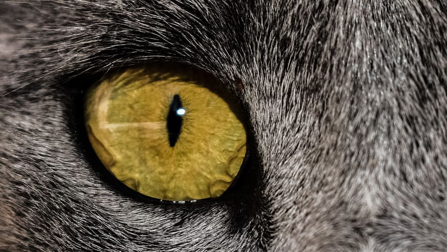 глаз, кот, крупный план, кошачий, животное, наблюдая, одно животное, темы животных, млекопитающее, домашние