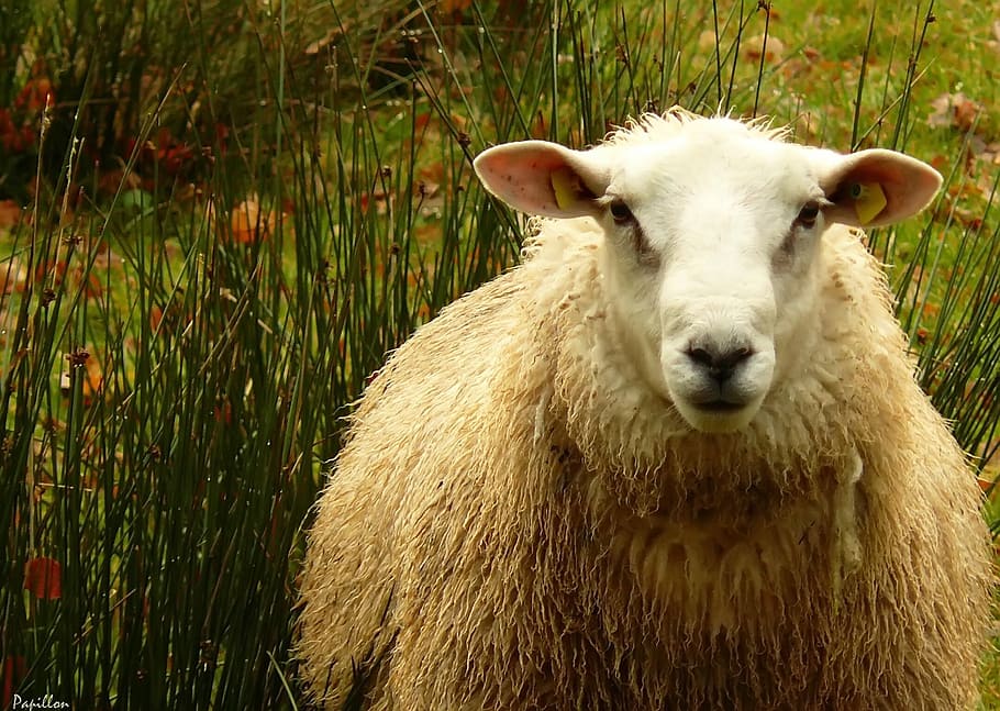 white, brown, sheep, sheep's wool, wool, animal, animal world, animals, fur, head