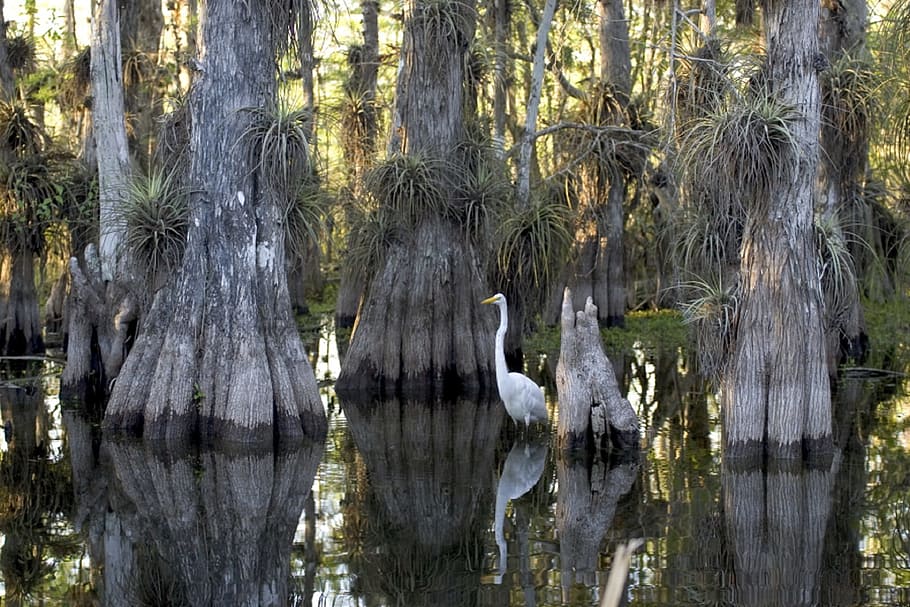 white, swan, brown, trees, swamp, cypress, egret, great, wildlife, park