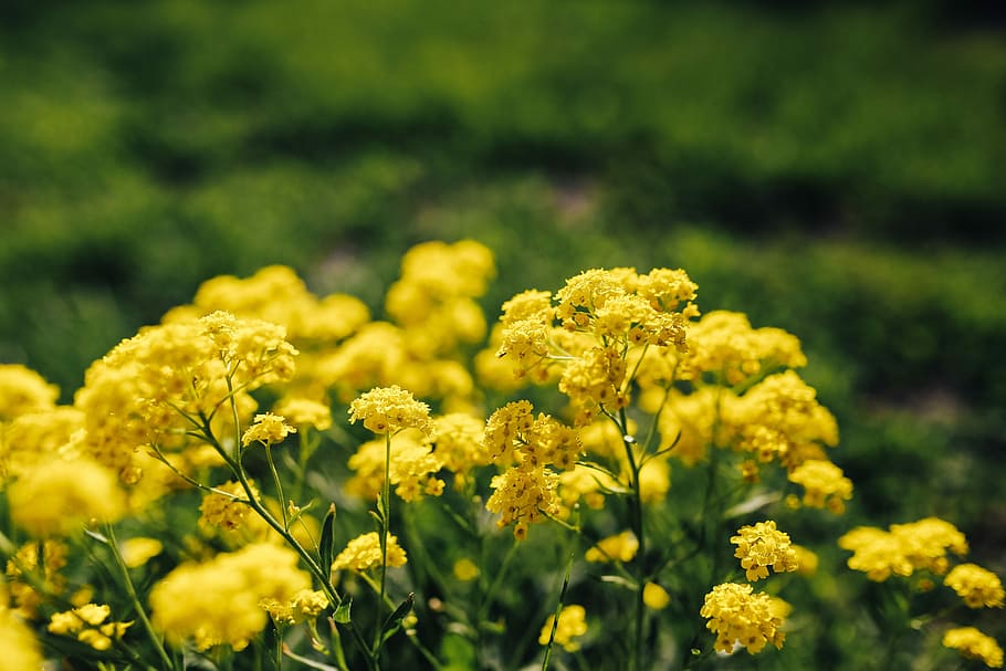 pequenas flores amarelas, pequeno, amarelo, flores, verão, flora, natureza, florescer, florescendo, planta