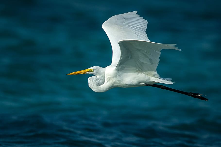 egret in flight, Egret, in Flight, animal, Bird, flight, public domain, wildlife, nature, seagull