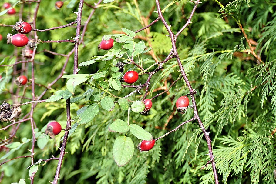 rose hip, bush, red, autumn fruits, rose greenhouse, sammelfrucht, autumn, plant, fruit, food and drink