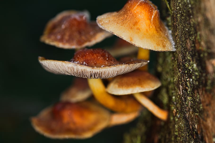 mushroom, nature, food, autumn, wood, toadstool, rac, close up, plant, season