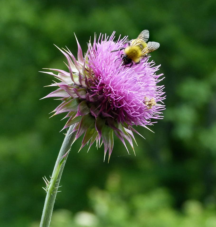 Bumble-Bee, lebah, thistle, milk thistle, bunga, bumble, alam, bumble bee, bumblebee, kumbang