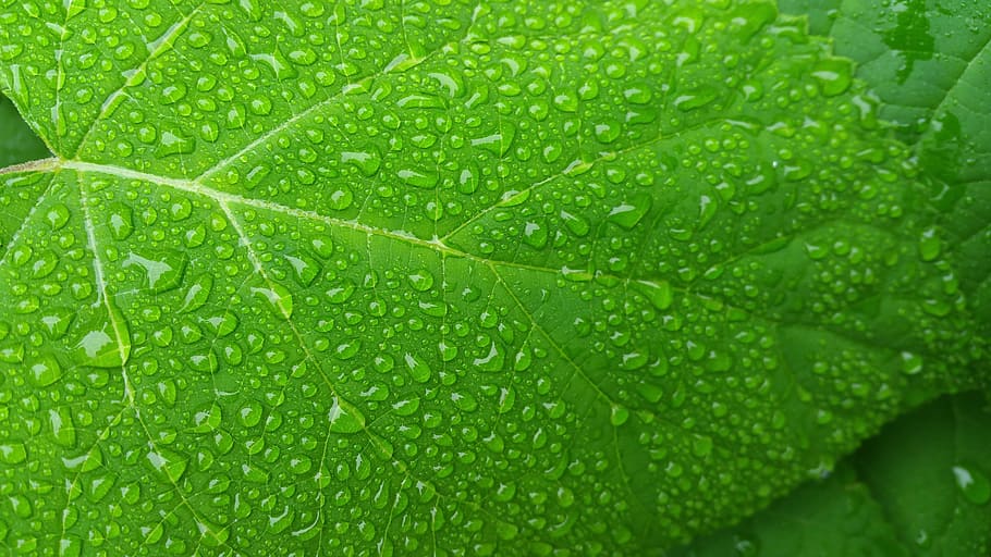 Wet, Freshness, Droplet, green leaf, wet leaf, nature, leaf, green color, drop, backgrounds