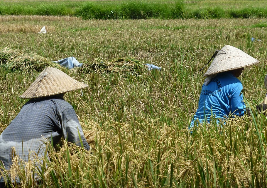 bali, rice fields, chineese, hats, field, plant, hat, real people, growth, rural scene