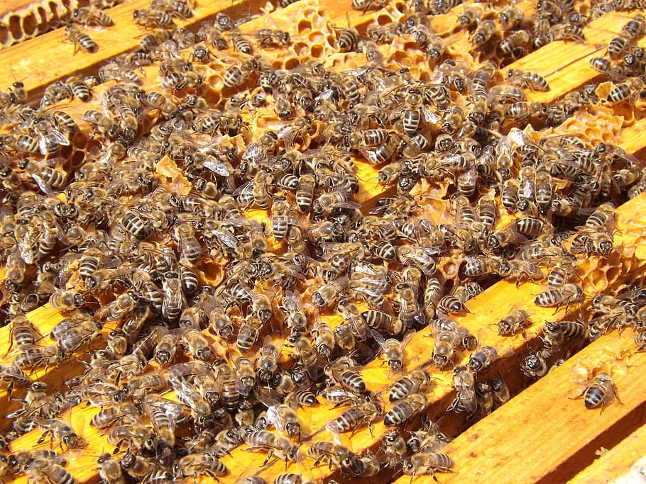 abejas, colmena, apicultura, miel, ocupado, colonia, muchos, insectos, enjambre, Amarillo